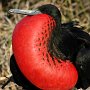 Galapagos - Male Frigate bird in mating plumage (pouch)